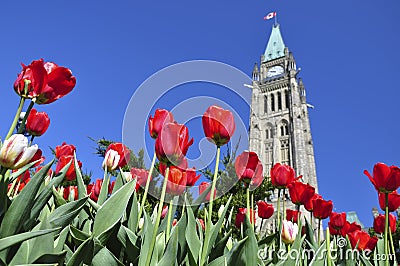 Tulip Festival in Ottawa Stock Photo