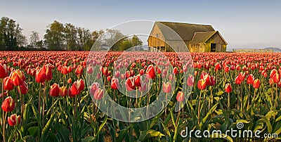 Tulip Festival Stock Photo