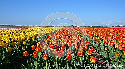 Tulip field Stock Photo