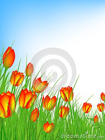 Tulip field Vector Illustration