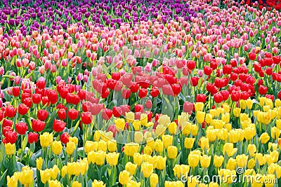 Tulip Field Stock Photo