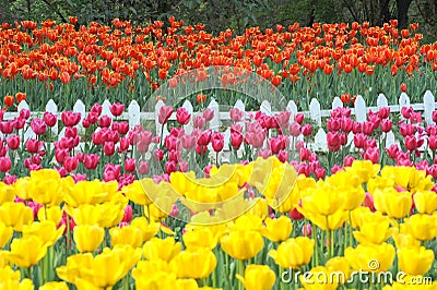 Tulip field Stock Photo