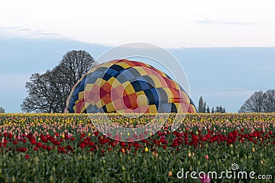 Tulip Field with Ballon Stock Photo