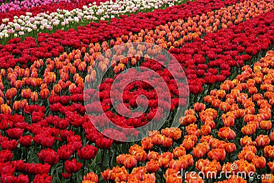 Tulip Field Stock Photo