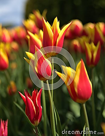 Tulip field Stock Photo