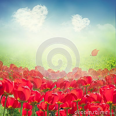 Tulip field with heart clouds Stock Photo