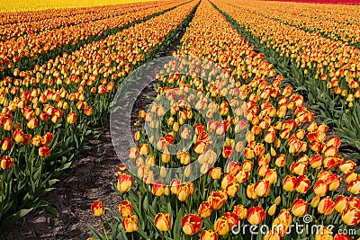 Tulip field in Holland Stock Photo