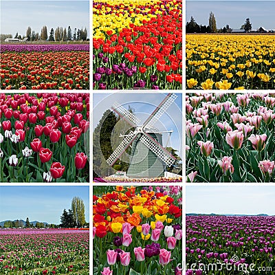 Tulip field with multicolored flowers collage, tulip festival in Stock Photo