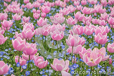 Tulip field in Nabana no sato garden, Japan Stock Photo