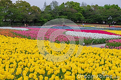 Tulip field in Nabana no sato garden, Japan Editorial Stock Photo