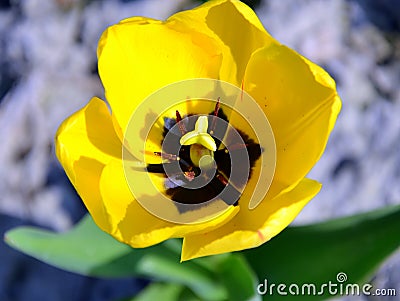 Tulip Stock Photo