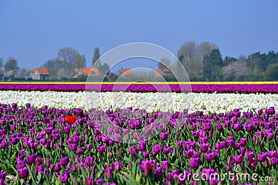 Tulip field Stock Photo