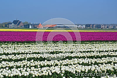 Tulip field Stock Photo