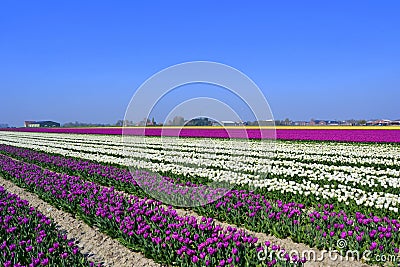 Tulip field Stock Photo