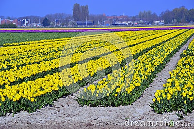 Tulip field Stock Photo