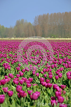 Tulip field Stock Photo