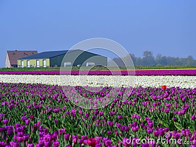 Tulip field Stock Photo