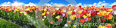 Tulip field Panorama with beautiful colours. Tulip flowerbed with blue sky and sunrays. Stock Photo