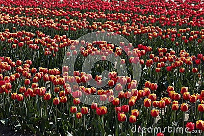 Tulip field, red and yellow flowers in spring Stock Photo