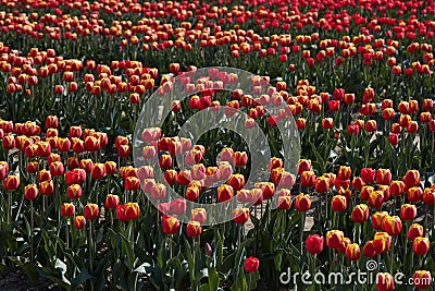 Tulip field, red and yellow flowers in spring Stock Photo