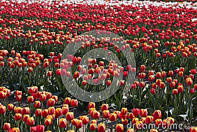 Tulip field, red, yellow and white flowers in spring Stock Photo