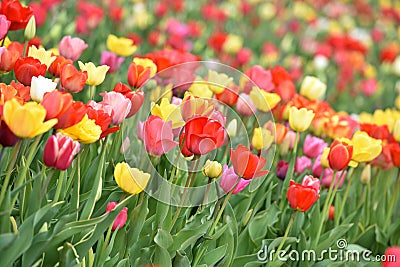 Tulip field in spring in Laakirchen, Austria, Europe Stock Photo
