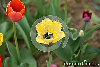 Tulip field in spring in Laakirchen, Austria, Europe Stock Photo