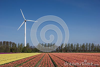 Tulip field and wind turbine Stock Photo