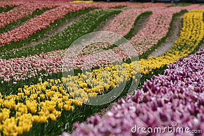 Tulip fields Stock Photo