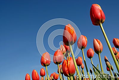 Tulip fields Stock Photo