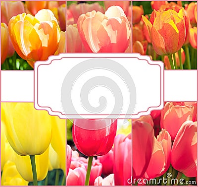 Tulip fields collage of different tulips Stock Photo