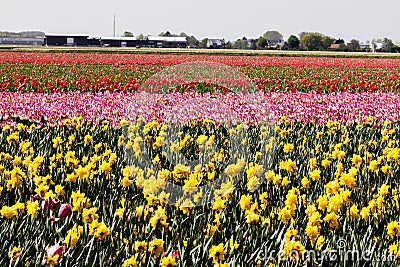 Tulip fields Stock Photo