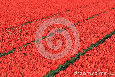 Tulip fields l, Holland Stock Photo