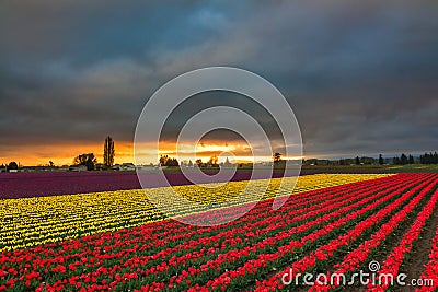 Tulip Fields, Mt. Vernon, Washington State Stock Photo