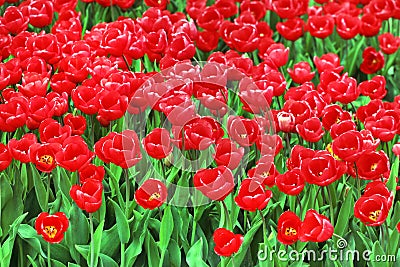 Tulip fields near Magdeburg in Saxony-Anhalt, Germany Stock Photo