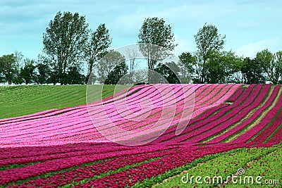 Tulip fields near Magdeburg in Saxony-Anhalt, Germany Stock Photo