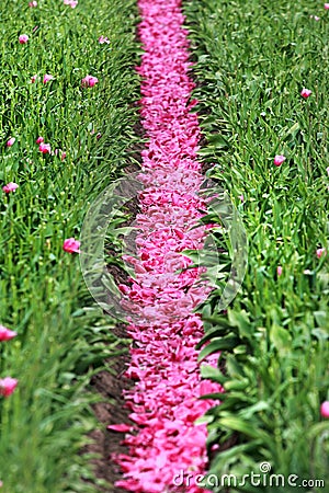 Tulip fields near Magdeburg in Saxony-Anhalt, Germany Stock Photo