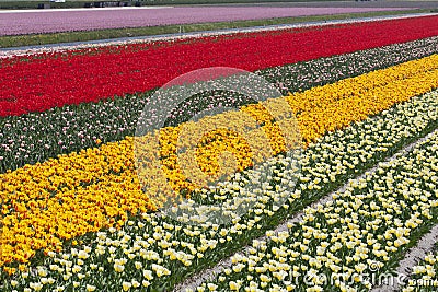 Tulip fields Stock Photo