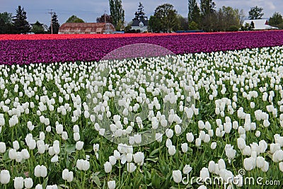 Tulip Fields Stock Photo