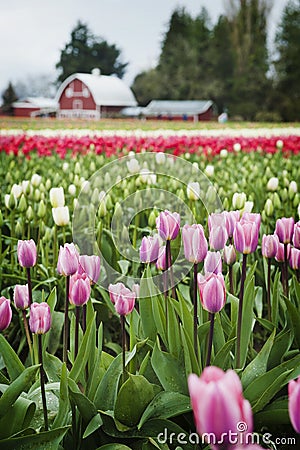 Tulip Fields. Stock Photo