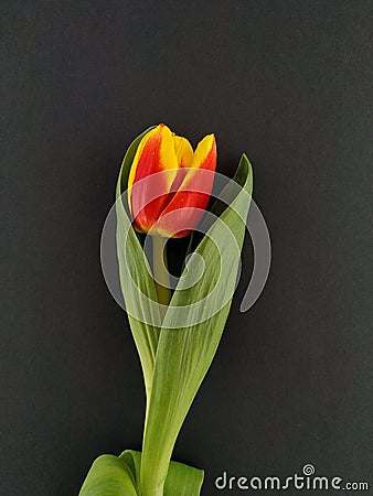Close up red and yellow tulip isolated on the black background Stock Photo
