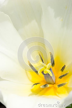 Tulip flower Stock Photo