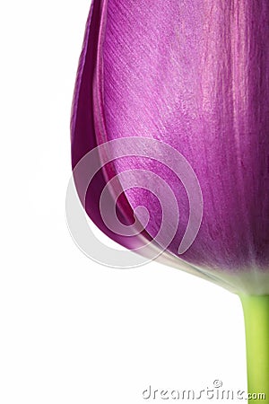 Tulip flower Stock Photo