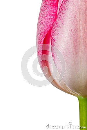 Tulip flower Stock Photo