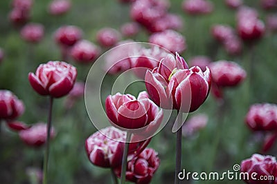 Tulip flower background Stock Photo