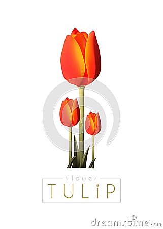 Tulip Vector Illustration