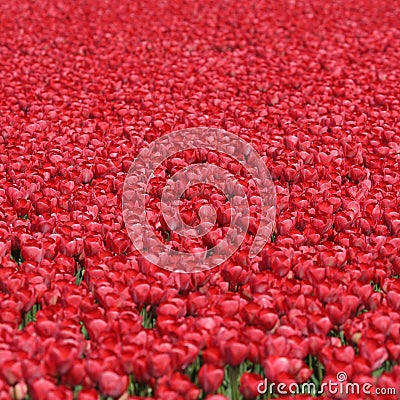 Tulip flower background red tulips flowers spring in Netherlands Stock Photo