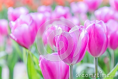 Tulip flower. Beautiful tulips in tulip field with green leaf background at winter or spring day. broken tulip Stock Photo