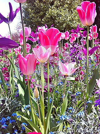 Tulip flower. Beautiful tulips in tulip field. Stock Photo