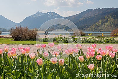 Tulip flower bed at spa garden Schliersee, view to Brecherspitze mountain Stock Photo